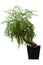 Evergreen bonsai on white