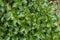 Evergreen boughs green leaves. Ilex aquifolium Christmas holly natural decor