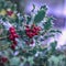 Evergreen boughs green leaves and red berries. Ilex aquifolium Christmas holly natural decor