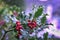 Evergreen boughs green leaves and red berries with raindrops. Ilex aquifolium Christmas holly decor