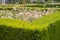 Evergreen boxwood hedge adorn a rose garden