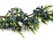 Evergreen branch of juniper with berries on a white background