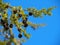 Evergreen Branch With Tiny Pine Cones