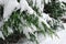 Evergreen Branches Covered in Snow