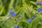 Evergreen bugloss pentaglottis semoervirens