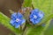 Evergreen bugloss pentaglottis sempervirens