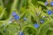 Evergreen bugloss pentaglottis sempervirens