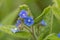 Evergreen bugloss pentaglottis sempervirens