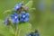 Evergreen bugloss pentaglottis sempervirens