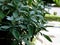 Evergreen bush detail with dense foliage. blurry urban street background.