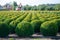 Evergreen buxus or box wood nursery in Netherlands, plantation of big round box tree balls in rows during invasion of box wood
