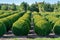 Evergreen buxus or box wood nursery in Netherlands, plantation o