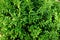 Evergreen Buxus bush