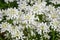 Evergreen Candytuft - Iberis semperviren