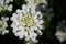 Evergreen Candytuft, Iberis sempervirens