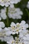 Evergreen Candytuft Iberis sempervirens, inflorescence