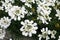 Evergreen candytuft or Perennial candytuft (Iberis sempervirens)