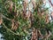 Evergreen carob tree