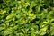 Evergreen carpet box plant with tiny flowers in spring, pachysandra terminalis or japanese spurge plant in bloom