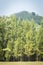 Evergreen Casuarina equisetifolia (Common ironwood) forest tree