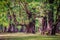 Evergreen Casuarina equisetifolia (Common ironwood) forest tree