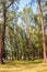 Evergreen Casuarina equisetifolia (Common ironwood) forest tree
