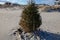 Evergreen Christmas tree on a deserted sandy beach with decorated shells at its base and an American Flag
