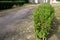 Evergreen conifer suitable for low and high hedges. It also tolerates shade, regenerates well from old wood, requires good moist s