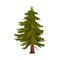 Evergreen Coniferous Fir Tree with Exuberant Foliage Vector Illustration