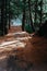 Evergreen coniferous forest on an early morning. Sunbeams are falling on the foot path