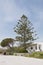 Evergreen coniferous pine fir trees growing at suburban house yard in neighborhood