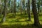 Evergreen coniferous pine forest. Pinewood with Scots or Scotch pine Pinus sylvestris trees.