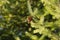 Evergreen coniferous spruce tree with green needle foliage and fir cone on natural background, conifer