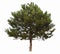 Evergreen coniferous tree