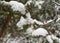 Evergreen coniferous trees in the snow. Thuja and spruce branches in the first white snow.