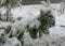 Evergreen coniferous trees in the snow. Thuja and spruce branches in the first white snow.