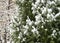 Evergreen coniferous trees in the snow. Thuja and spruce branches in the first white snow.