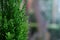 Evergreen conifers tree or Cryptomeria japonica on blurred natural background