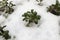 Evergreen cranberry plants inbetween cold winter snow