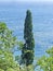 Evergreen cypress against the blue sea. Walk in a shady Park. Calm sea, full calm. Crimean landscape.