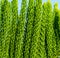 Evergreen cypress closeup. Green tree branch macrophoto.