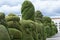Evergreen cypress topiary in Ecuador