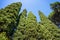 Evergreen Cypresses Cupressus sempervirens Pyramidalis and a pine