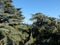 Evergreen cypresses and junipers in the South Park. Crimean landscape.