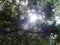 Evergreen cypresses and junipers in the South Park. Summer evening. Crimean landscape.