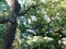 Evergreen cypresses and junipers in the South Park. Summer evening. Crimean landscape.