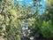 Evergreen cypresses and junipers in the South Park. Summer evening. Crimean landscape.