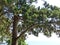 Evergreen cypresses and junipers in the South Park. Summer evening. Crimean landscape.