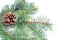 Evergreen fir and cone christmas backgound