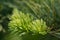 Evergreen fir needle closeup